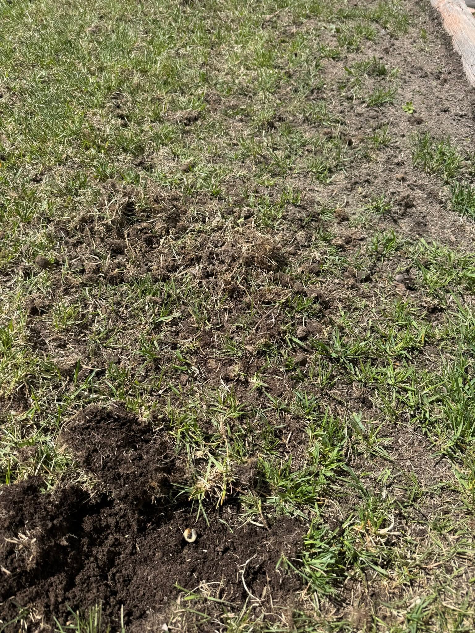 Lawn care mistake wrong timing Sudbury Ontario Southern Ontario schedule failure