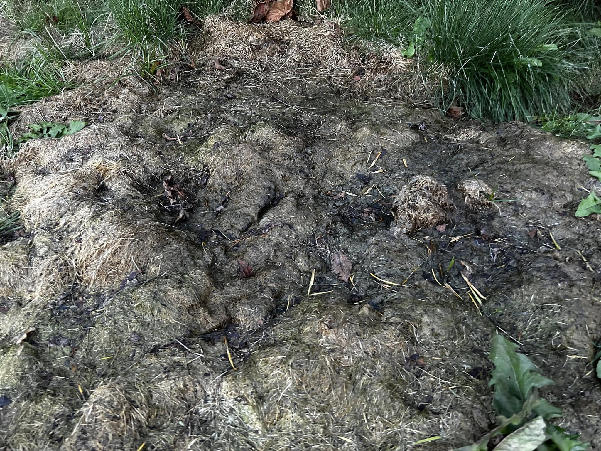 Lawn clippings decomposing in humid summer conditions in Sudbury