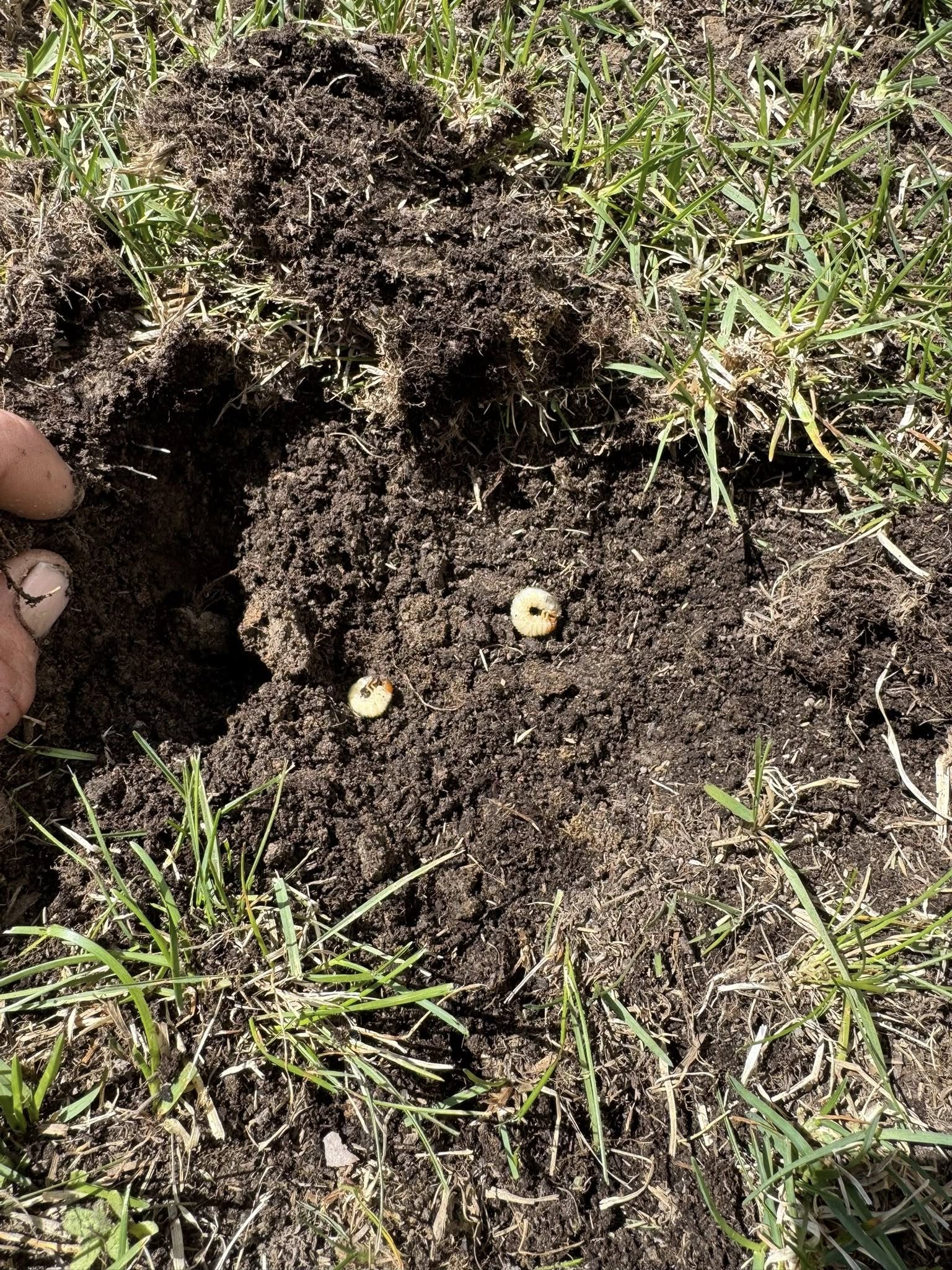 Lawn grub damage and root destruction visible in Greater Sudbury Ontario residential property soil