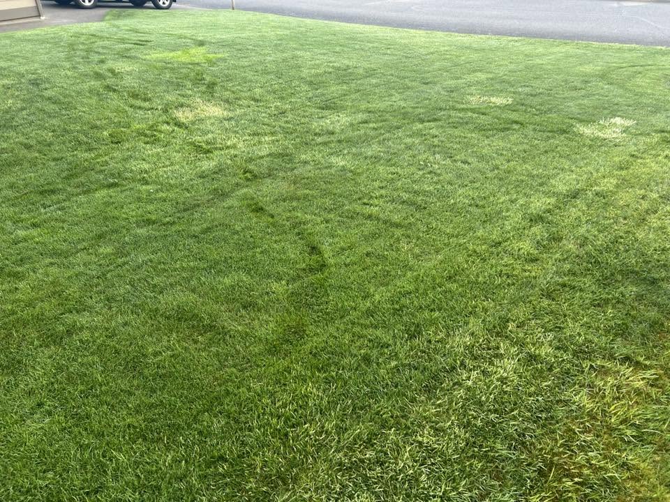Lawn holding green colour during a dry summer stretch after years of soil improvement Sudbury