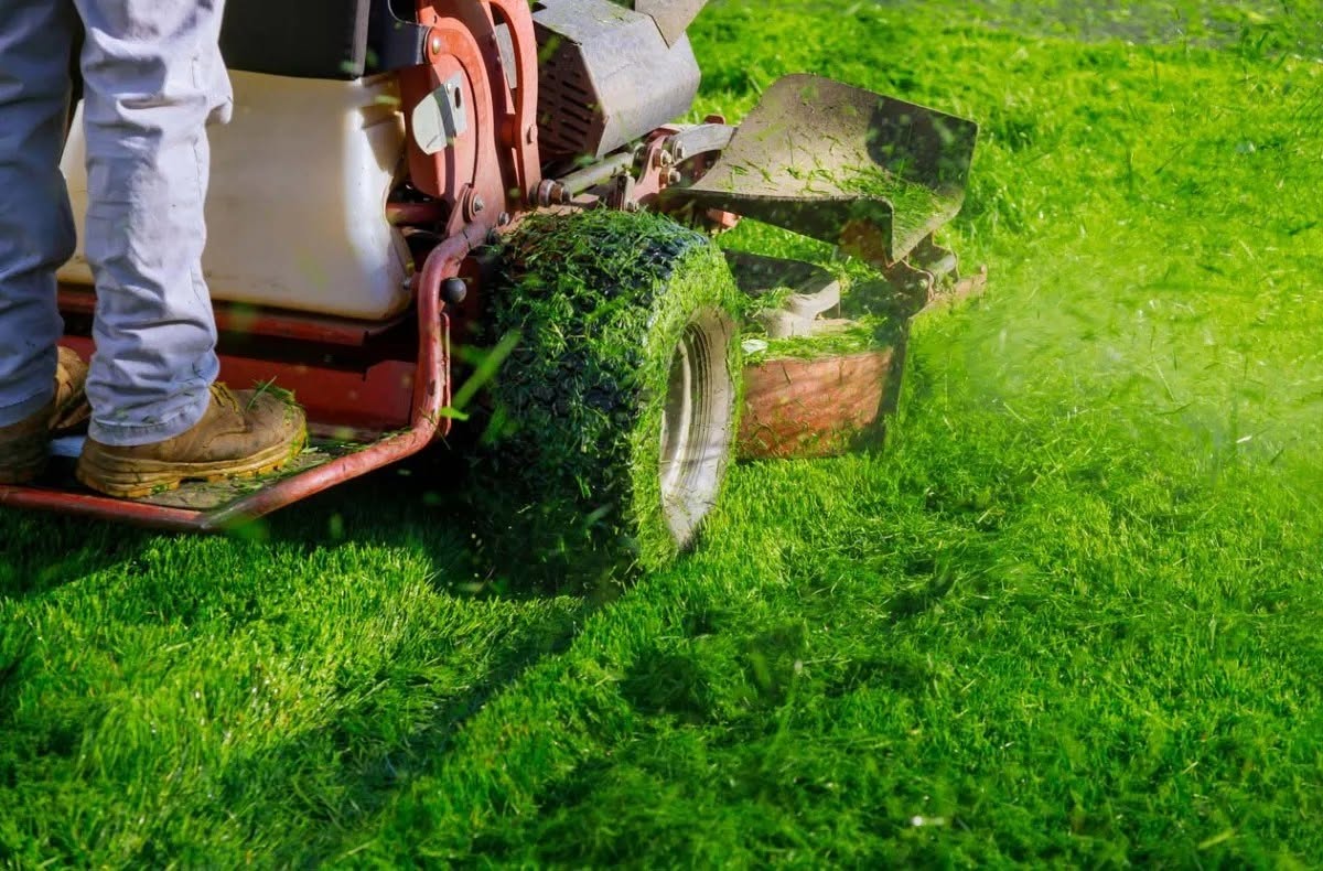 Lawn mower freshly cutting grass on a Sudbury residential property