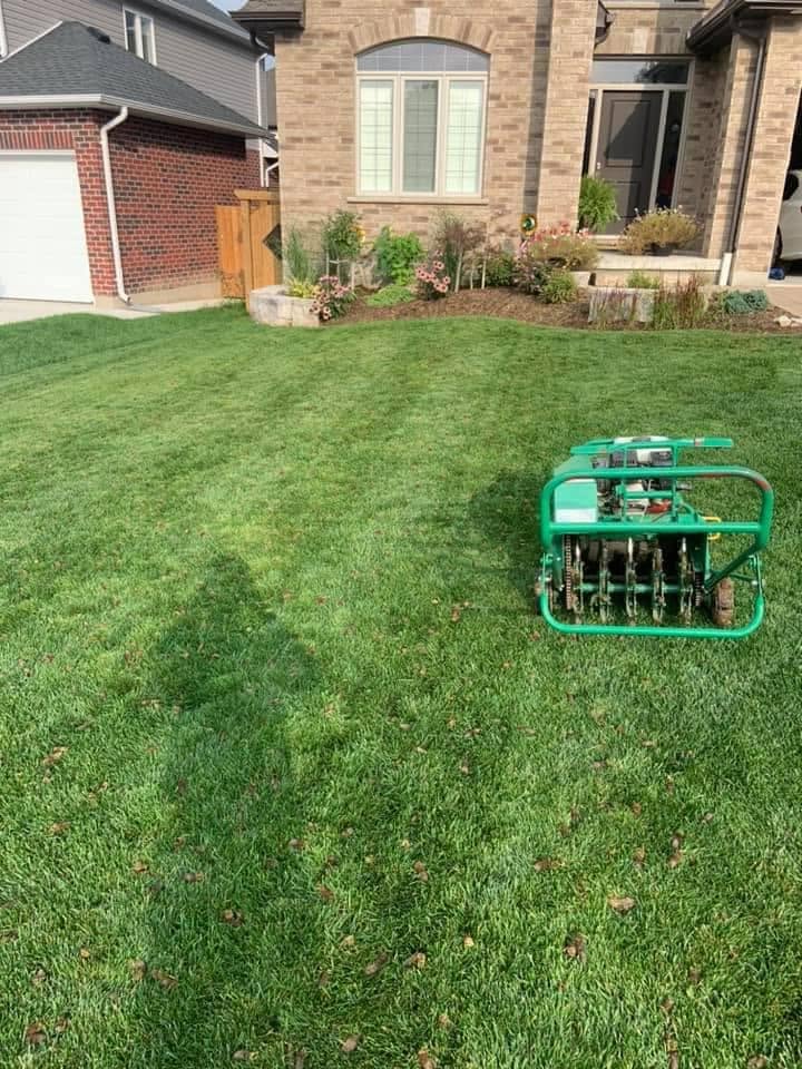 Lawn recovering from riding mower compaction damage in Sudbury Ontario through core aeration
