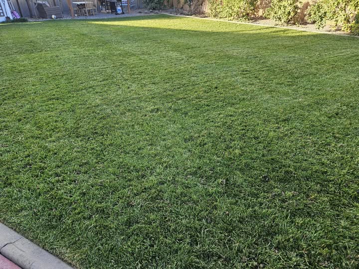 Lawn recovery after thatch removal and core aeration on a Sudbury Ontario residential property
