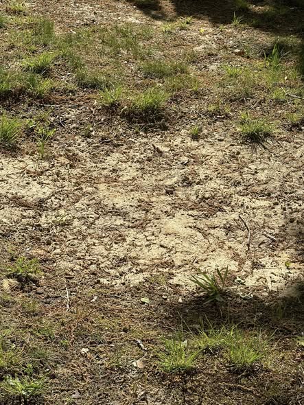 Lawn root zone clay soil drying out Sudbury Ontario summer heat stress