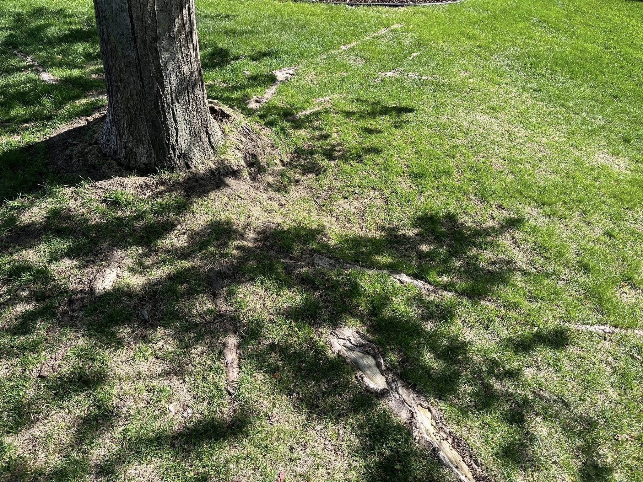 Lawn thinning and dying around mature tree roots in a Greater Sudbury Ontario residential yard