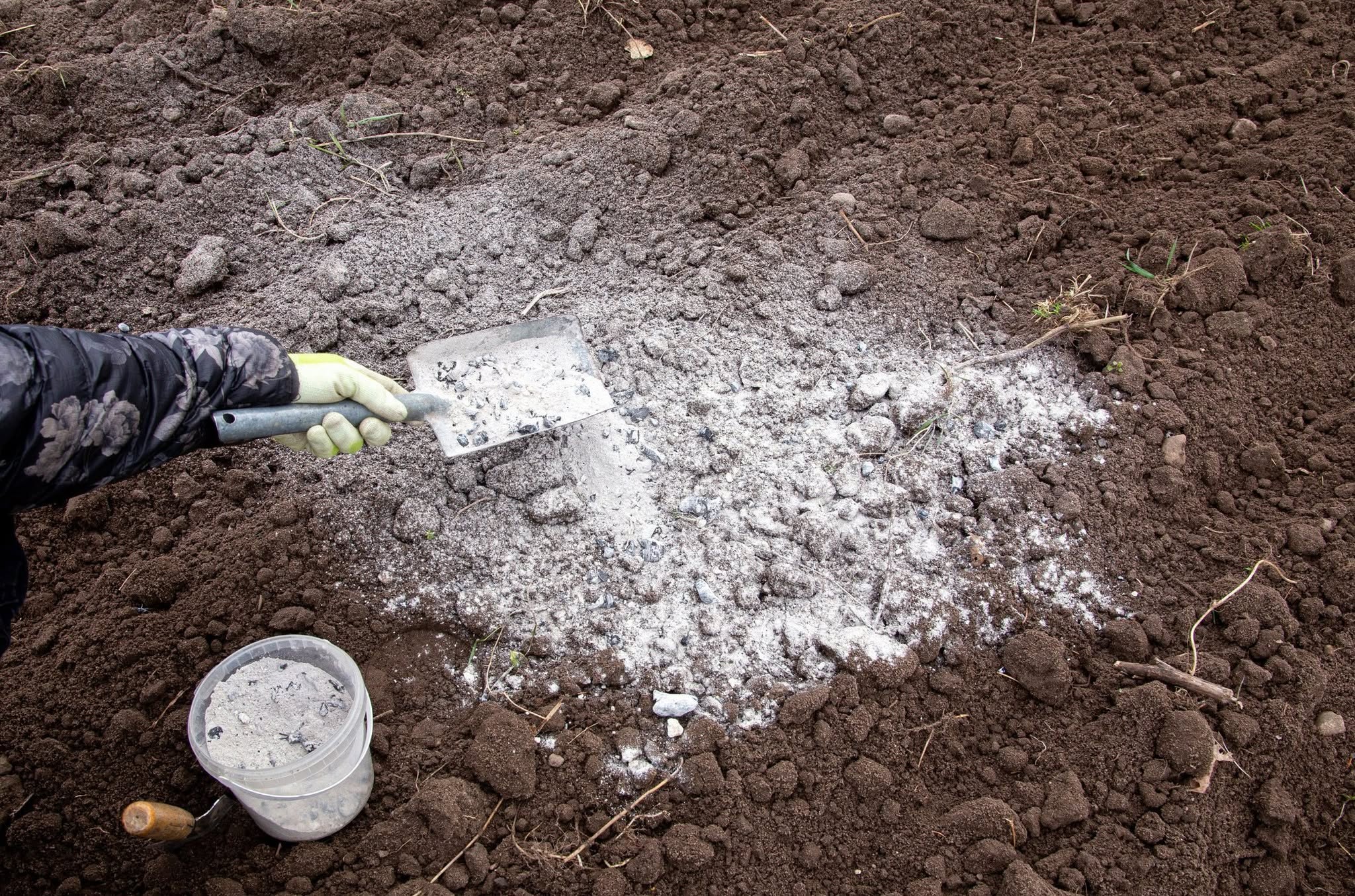 Lime application on a residential lawn to correct soil acidity in Greater Sudbury