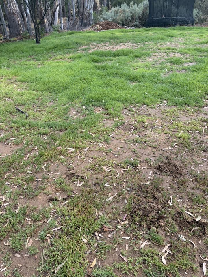 Lively Sudbury older property lawn with severe compaction and thin grass