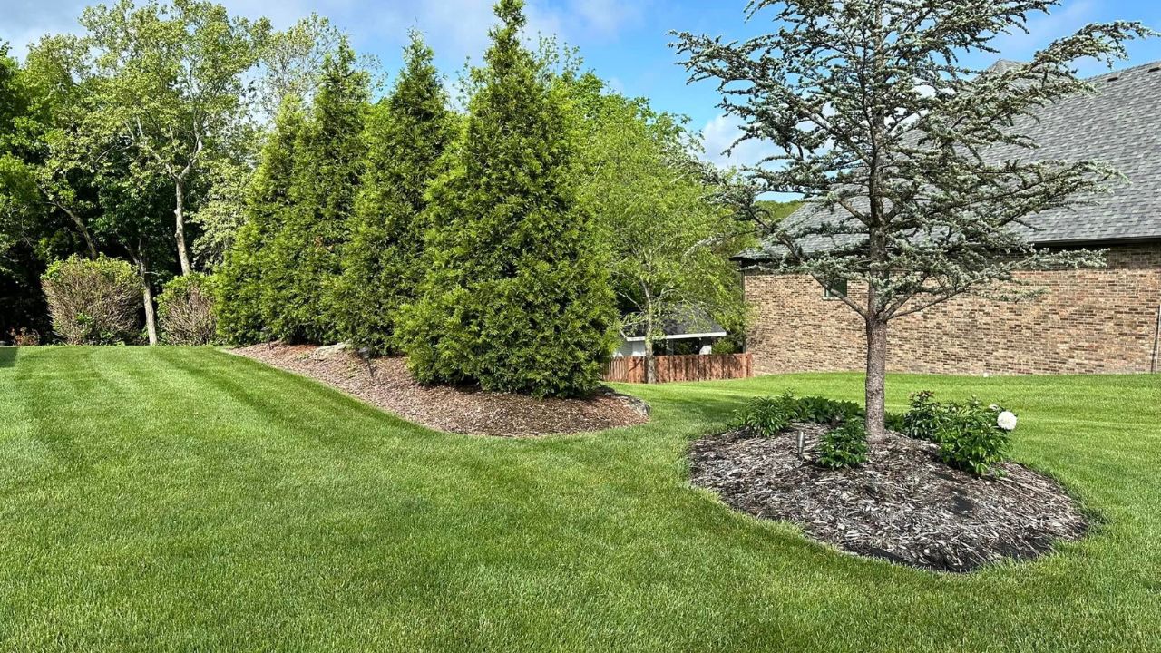 Lush green Sudbury lawn in June before summer heat stress arrives