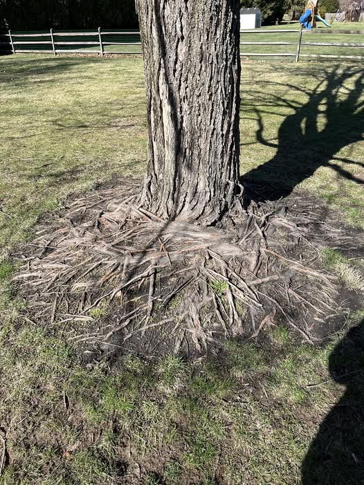 Manitoba Maple tree with extensive surface root system damaging lawn in Sudbury Ontario yard