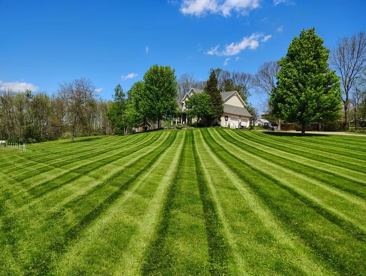 Mature established healthy lawn after five years of consistent maintenance Sudbury