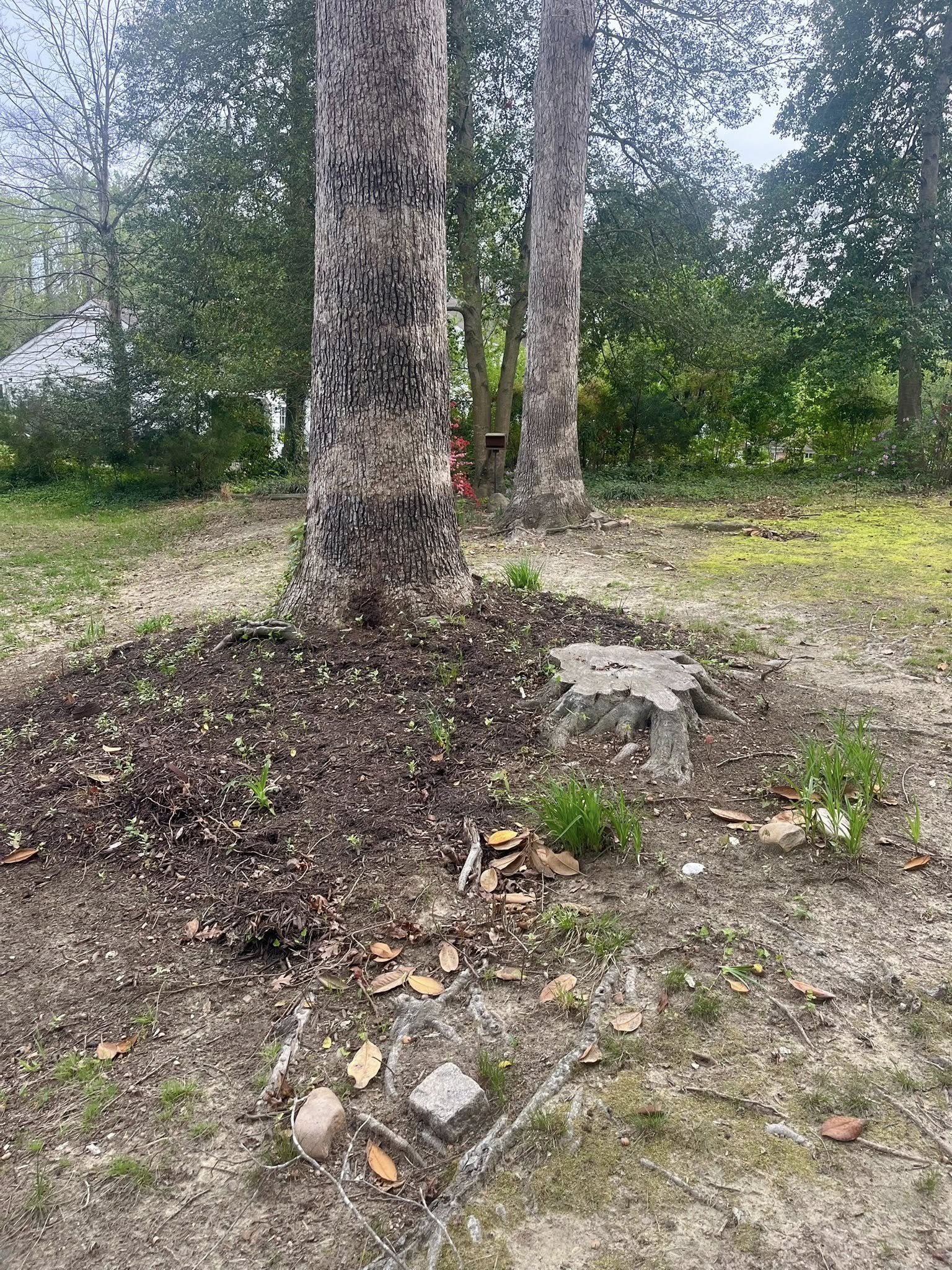 Mature tree with extensive surface roots causing lawn problems in Sudbury Ontario backyard