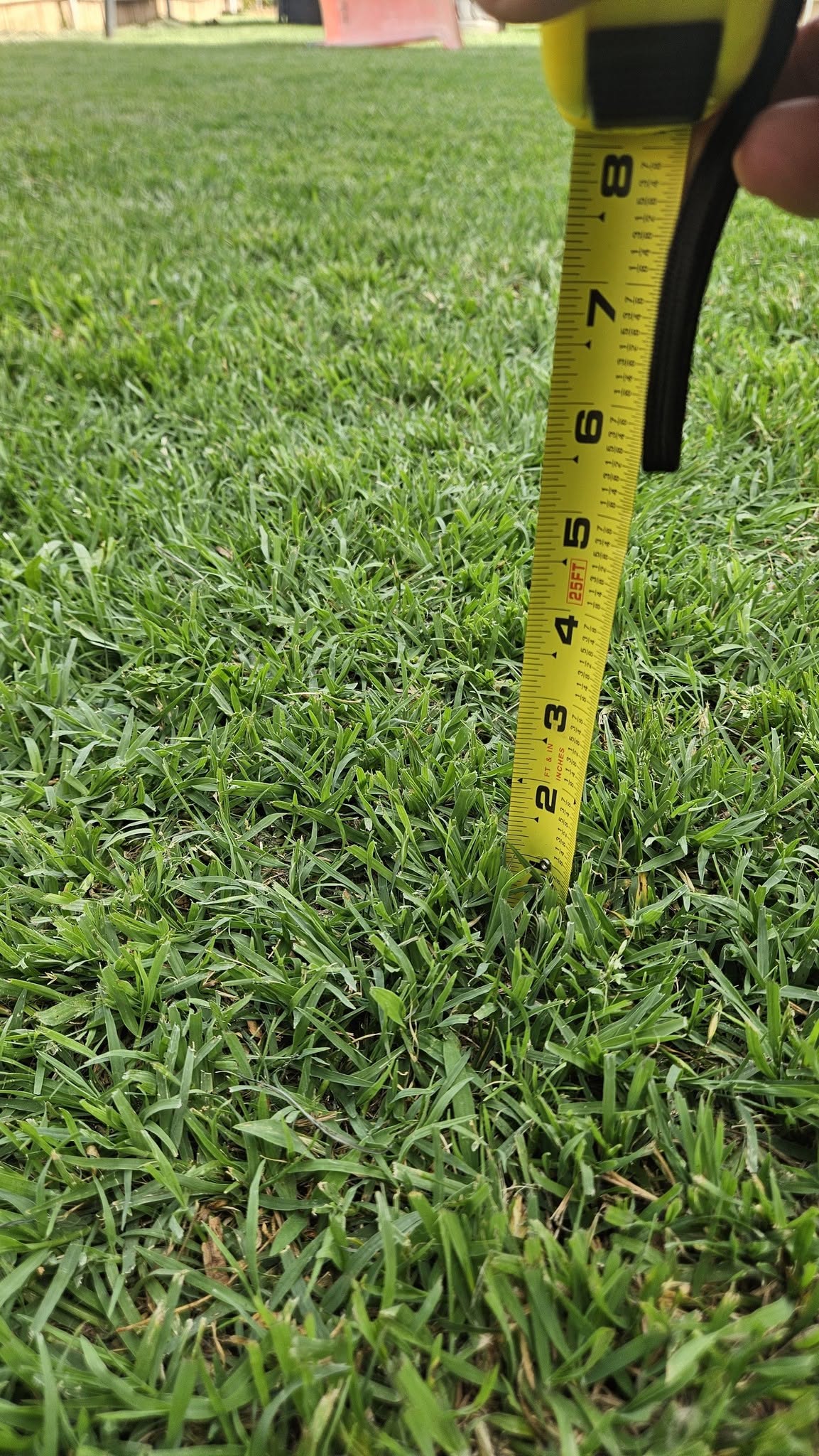 Measuring grass height against the Sudbury bylaw limit on a residential lawn