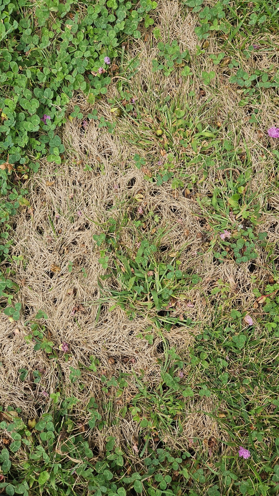 My Sudbury Lawn Has Bare Patches That Won't Fill In — Here's What's Actually Going On