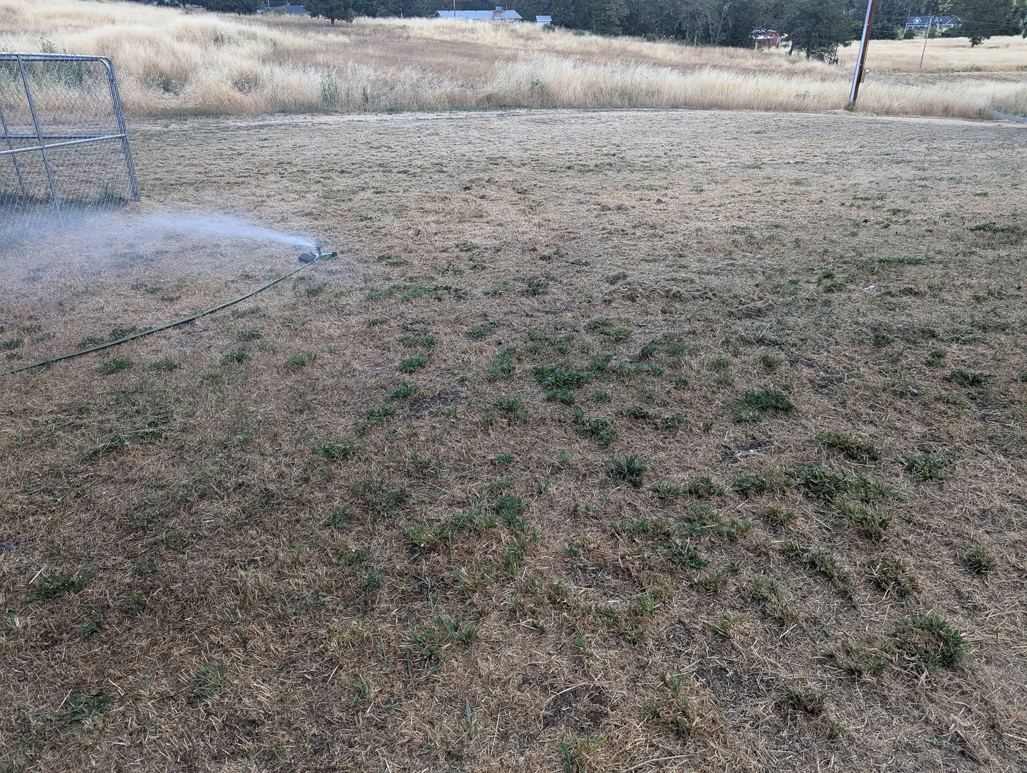 Neglected damaged residential lawn Sudbury Ontario before restoration morning assessment