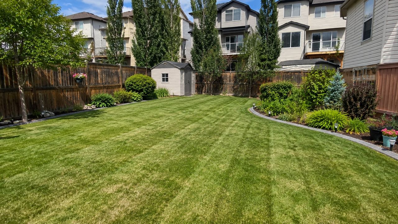 Neighbour's thick green lawn next to struggling brown lawn in Sudbury Ontario OG Title