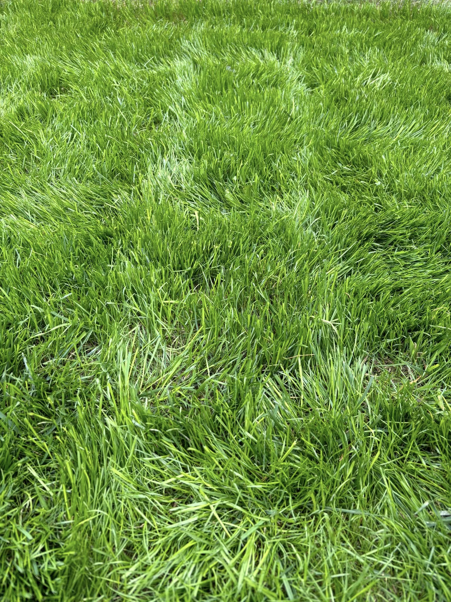 New grass germination appearing in bare patches on a recovering Sudbury Ontario lawn