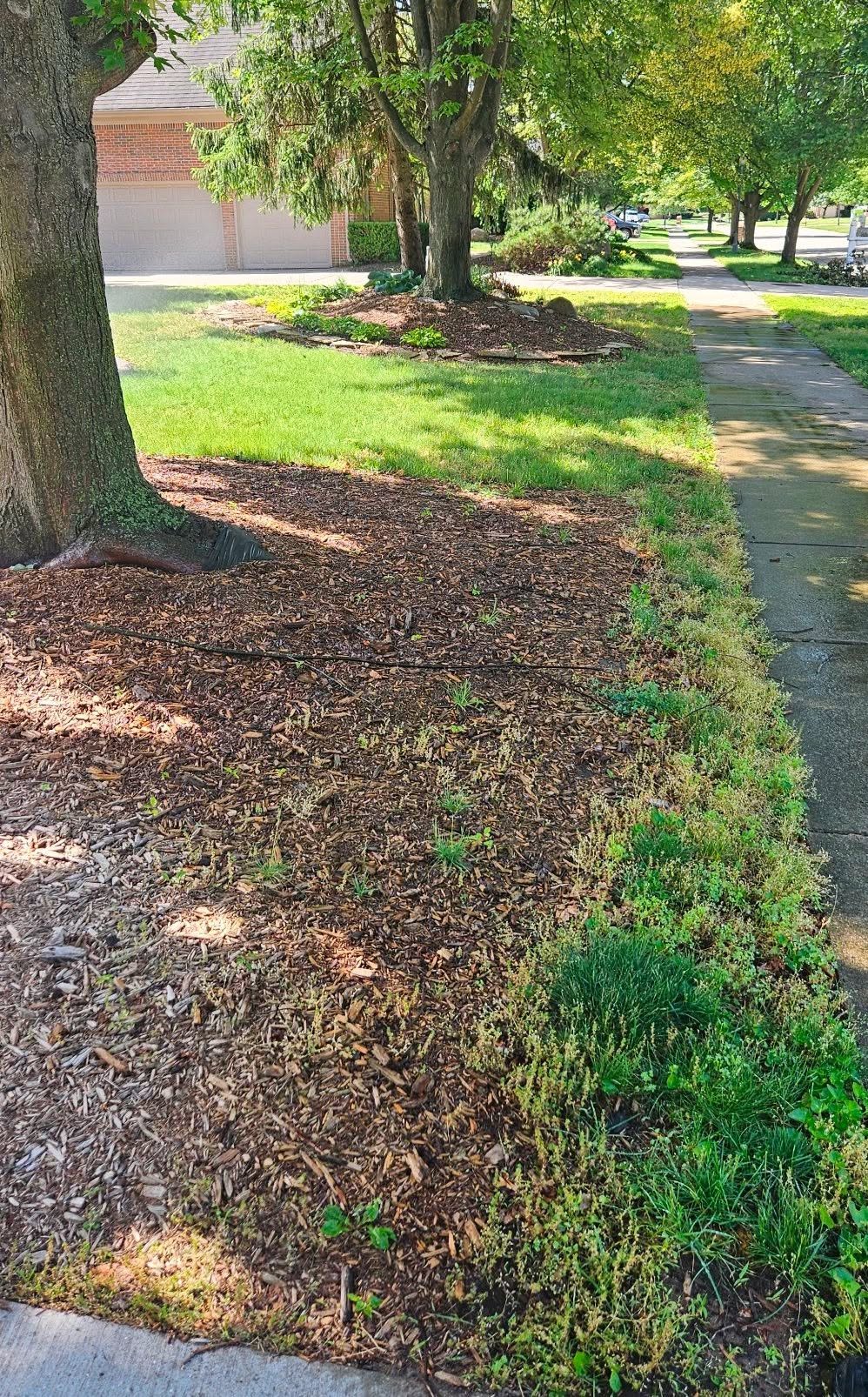 Newer Sudbury subdivision lawn struggling compared to established neighbourhood