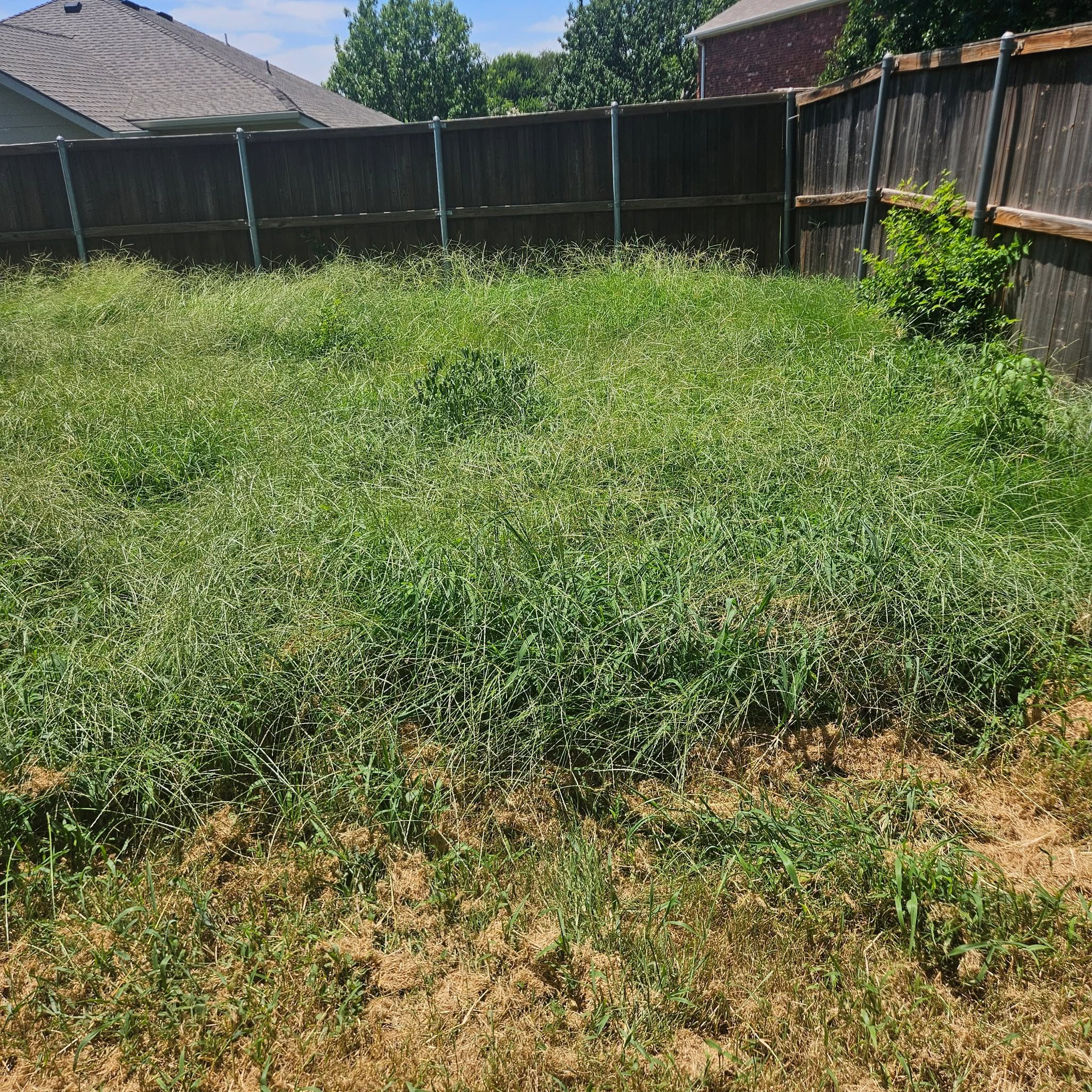 Overgrown lawn from extended time without maintenance in Sudbury Ontario