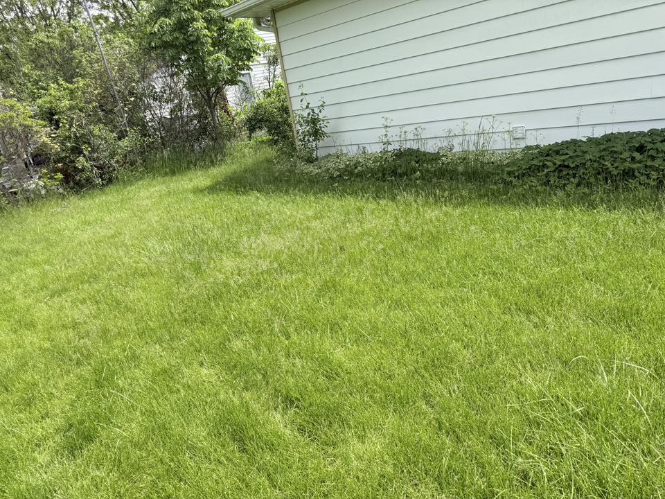 Overgrown neglected Sudbury lawn after unreliable lawn service disappeared