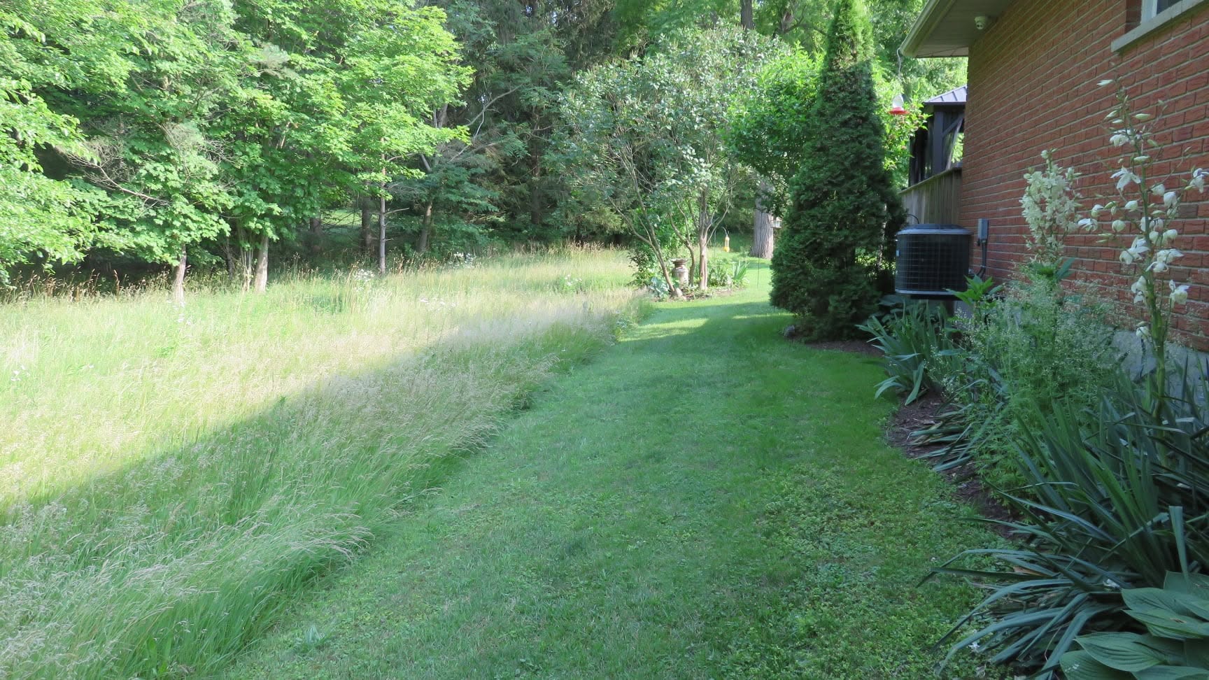 Overgrown neglected lawn at Sudbury Ontario property purchased by new homeowner