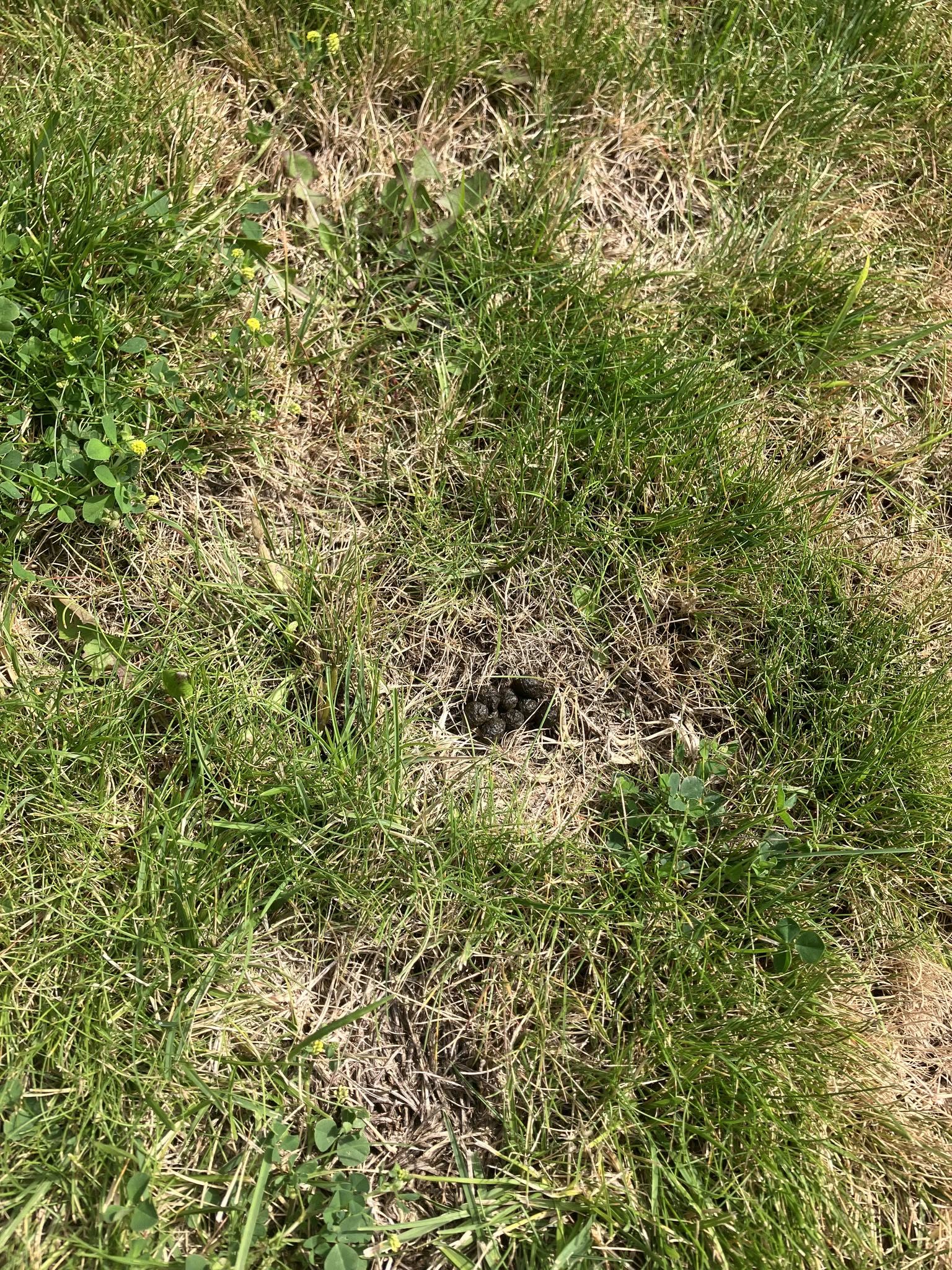 Overgrown patchy lawn visible from street on a Sudbury Ontario residential property after neglect