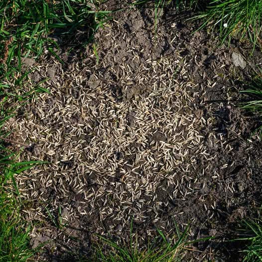 Overseeded thin Sudbury lawn area before grass establishes