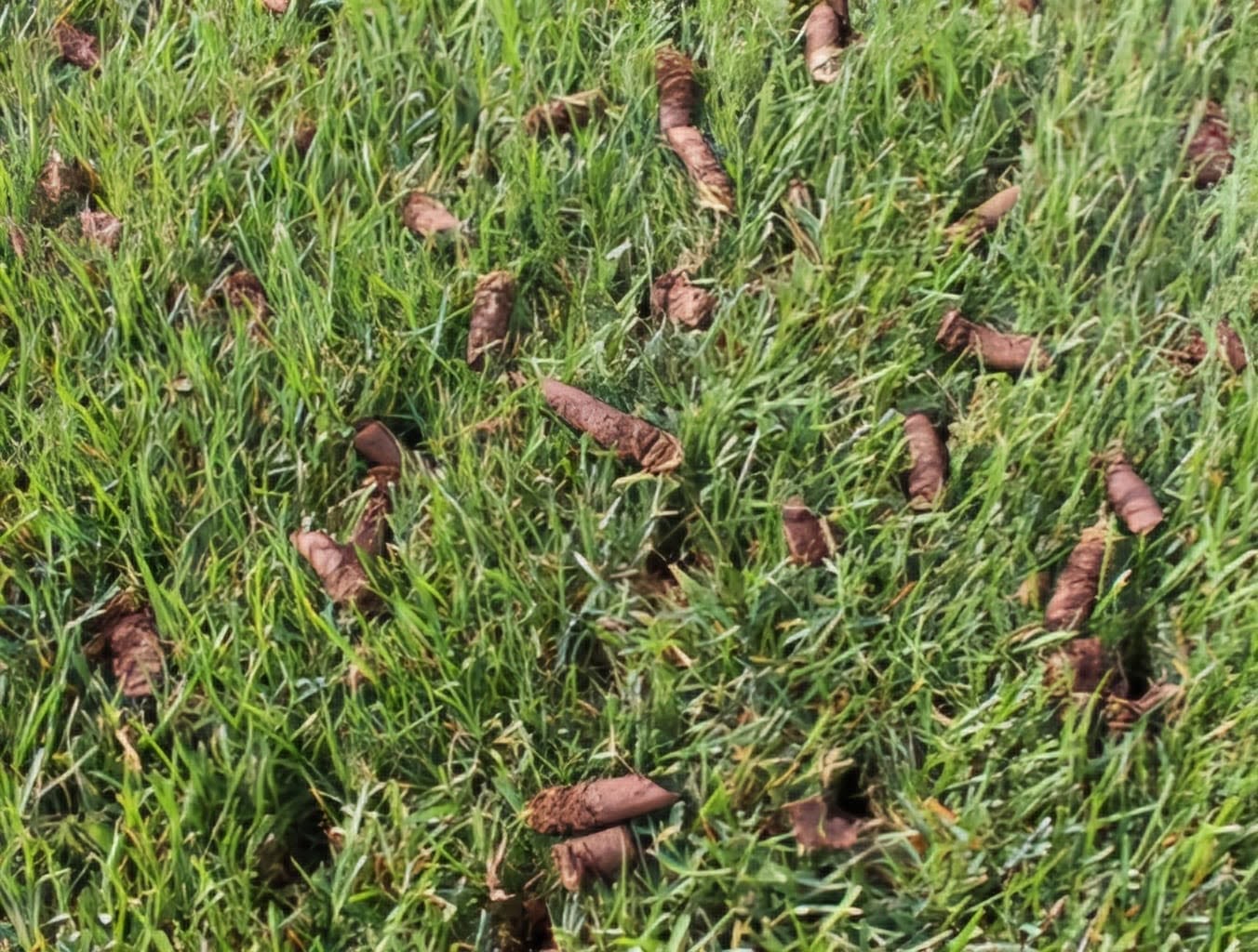 Overseeding after core aeration on a residential lawn in Greater Sudbury Ontario