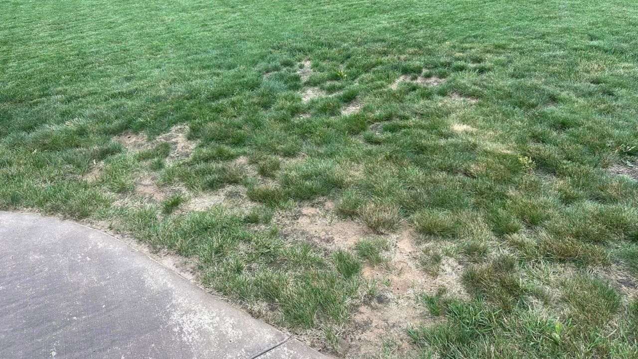 Patchy thin lawn on a residential property in Greater Sudbury Ontario in August