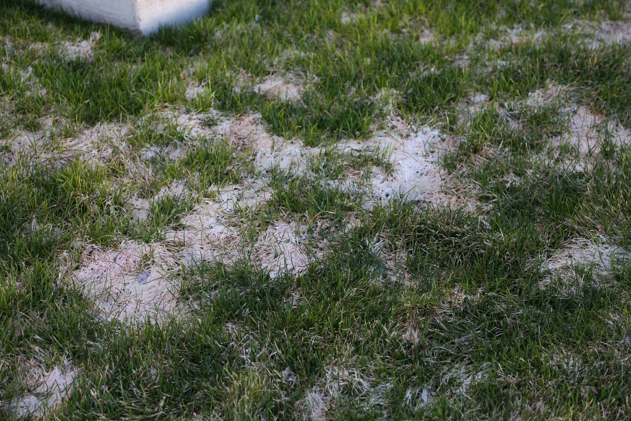 Pink snow mould vs grey snow mould comparison lawn Sudbury Ontario spring