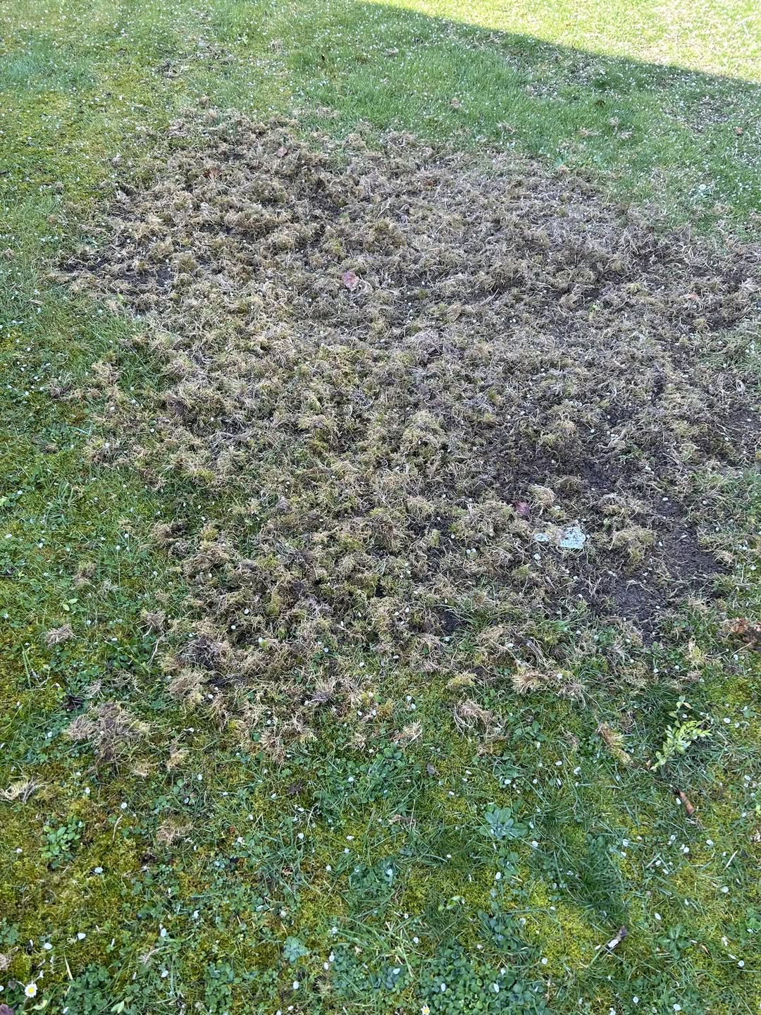 Poor drainage causing bare patch on Sudbury lawn