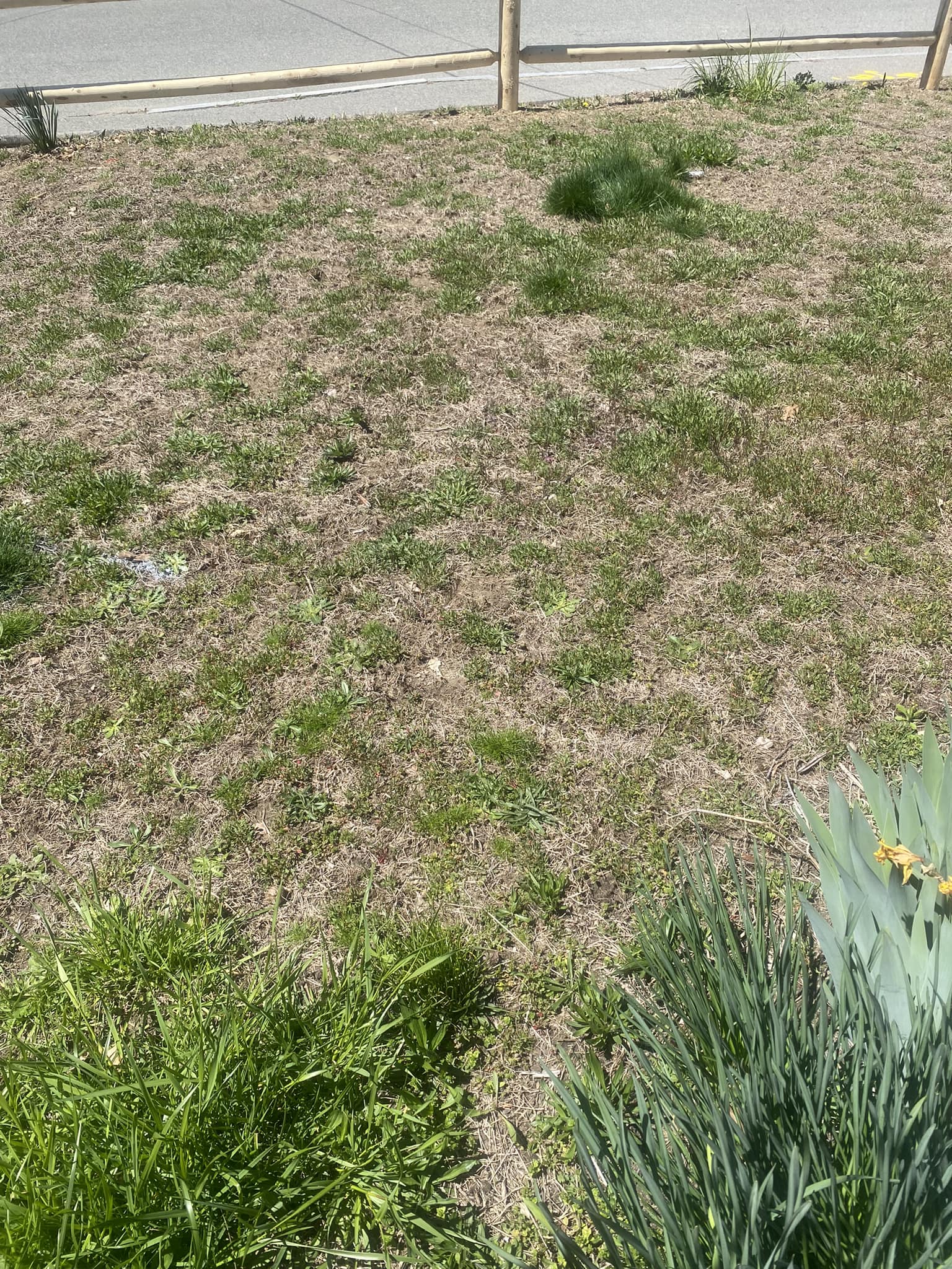 Poorly maintained lawn after cheap lawn service in Greater Sudbury