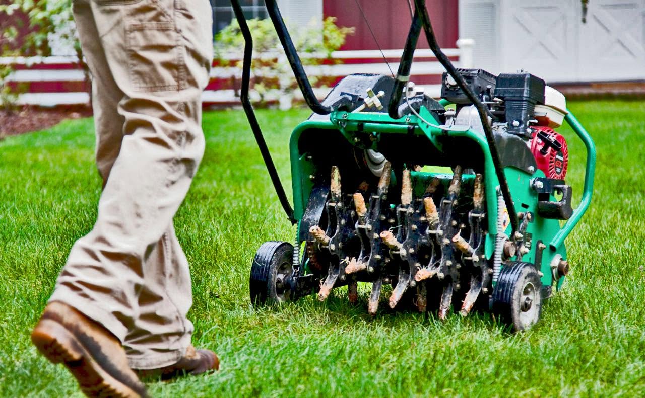 Properly aerated Sudbury Ontario lawn in fall showing healthy soil plugs and open soil channels