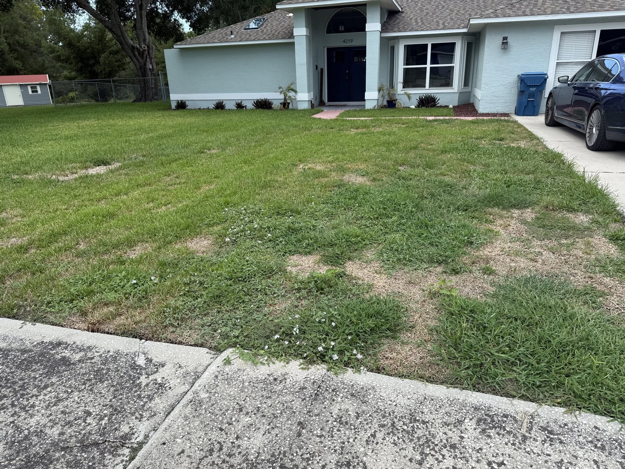 Recovering neglected Sudbury Ontario lawn showing visible improvement after first season of proper care