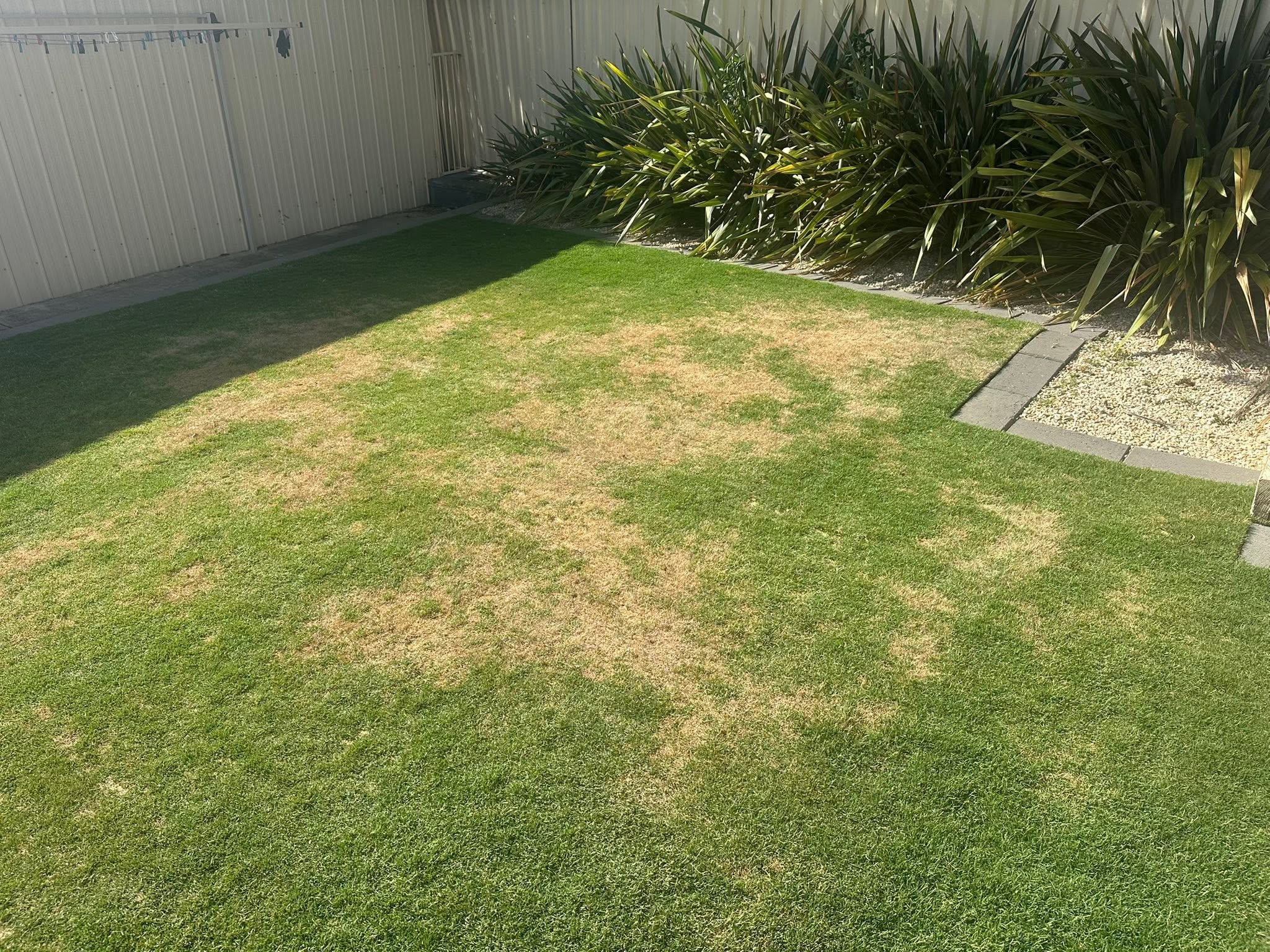 Residential lawn Sudbury Ontario pattern recurring failure same spot 3 years