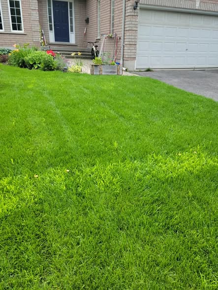 Residential lawn being properly watered and maintained in Greater Sudbury Ontario in early summer