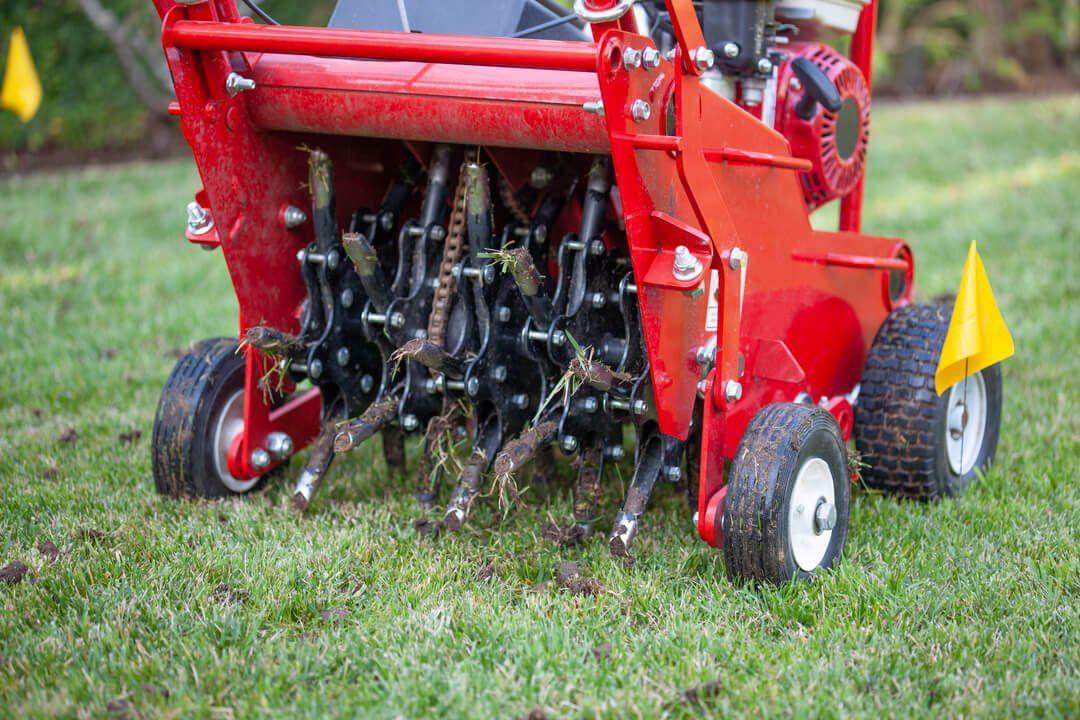 Residential lawn in Greater Sudbury Ontario being prepared for fall recovery with aeration and overseeding