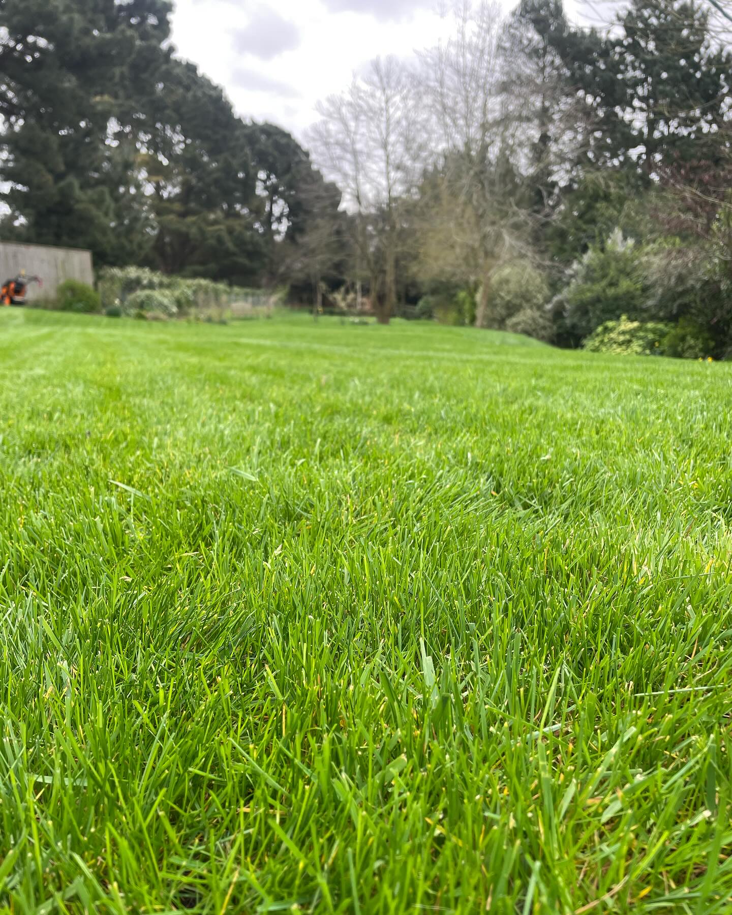 Residential lawn in Greater Sudbury Ontario filling in with new grass growth five weeks after aeration and overseeding