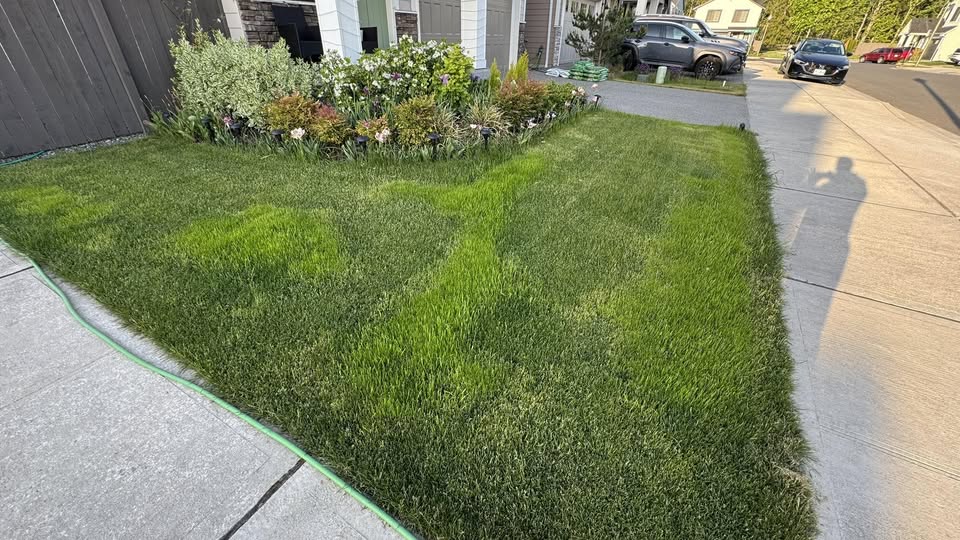 Residential lawn recovery in Greater Sudbury Ontario after grub treatment and sod installation by Cutting Edge Lawn and Landscaping