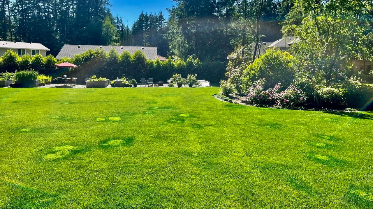 Residential lawns in Greater Sudbury Ontario with different conditions