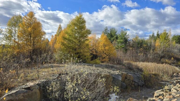 Why Properties Off Highway 144 Around Sudbury Need a Different Lawn Approach