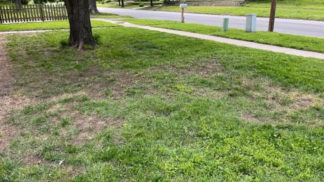Ryan Lingenfelter Cutting Edge Lawn Sudbury Ontario finally answering the lawn care question he avoided for 3 years