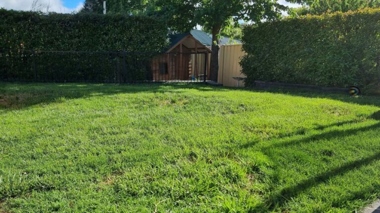 Sudbury Homeowners With Allergies: The Lawn Choices That Actually Help