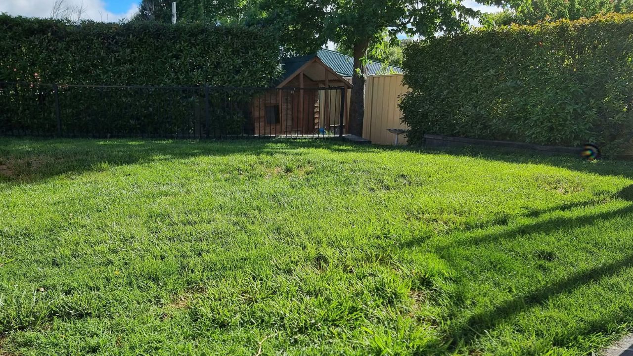 Ryan Lingenfelter assessing lawn grass variety for allergy reduction residential property Greater Sudbury Ontario