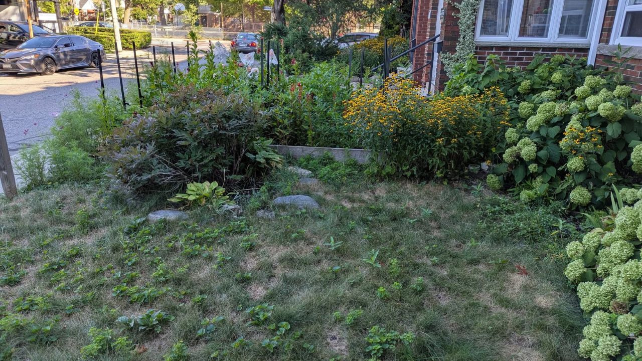 Ryan Lingenfelter assessing residential lawn near New Sudbury Centre Lasalle Boulevard Greater Sudbury Ontario