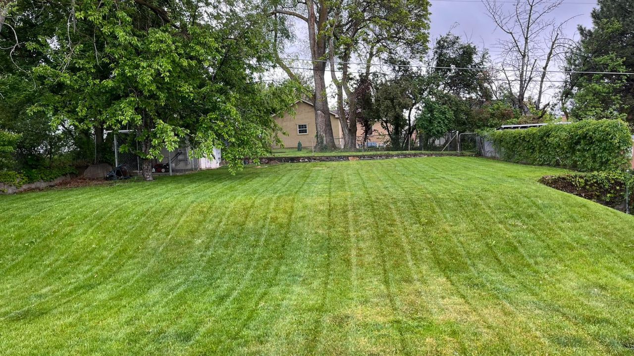 Ryan Lingenfelter assessing severely struggling lawn for Sudbury homeowner