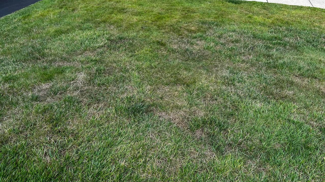 Ryan Lingenfelter assessing struggling residential lawn Greater Sudbury Ontario identifying common problems