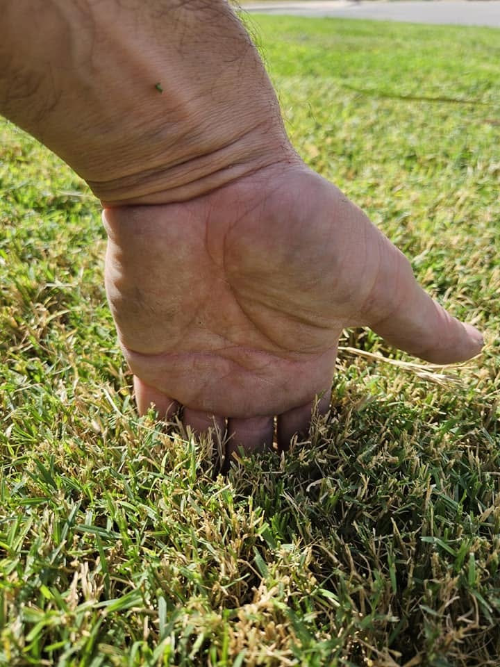 Ryan Lingenfelter close up lawn assessment thatch compaction residential Sudbury Ontario