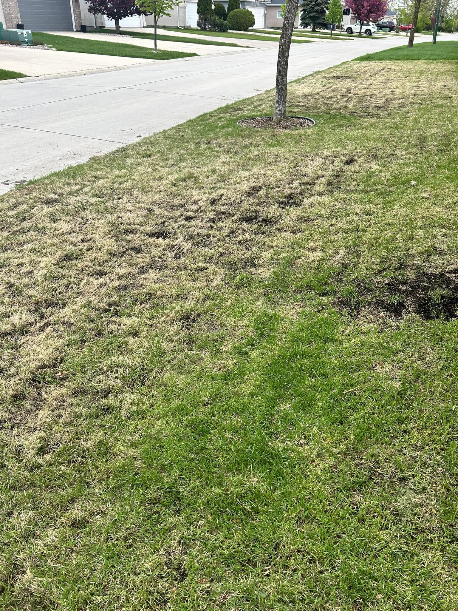 Ryan Lingenfelter reflecting on difficult lawn care question residential property Greater Sudbury Ontario