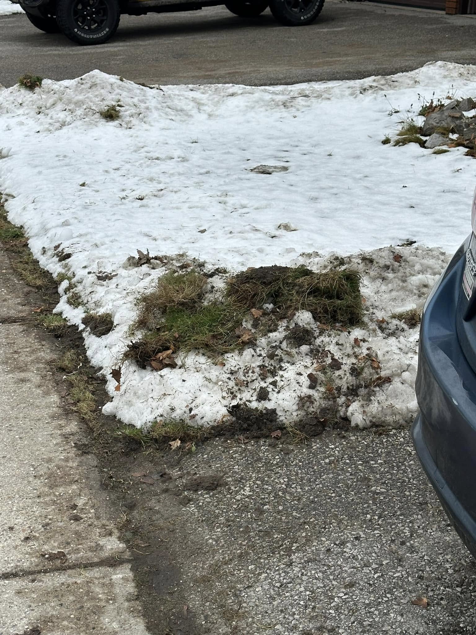 Salt damaged lawn along a roadside in Lively Ontario Greater Sudbury