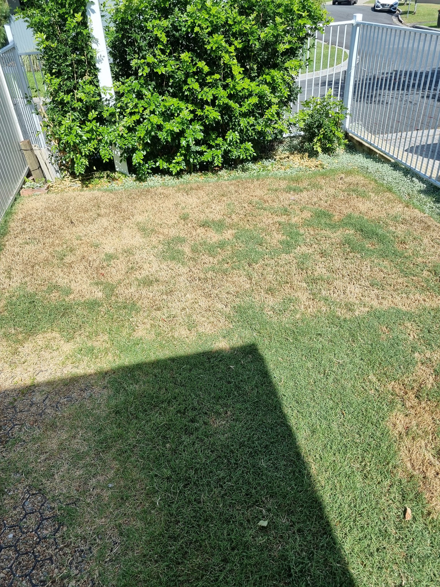 Scalped lawn with stress damage from incorrect mowing in Greater Sudbury